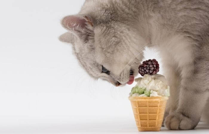 ice cream for cats