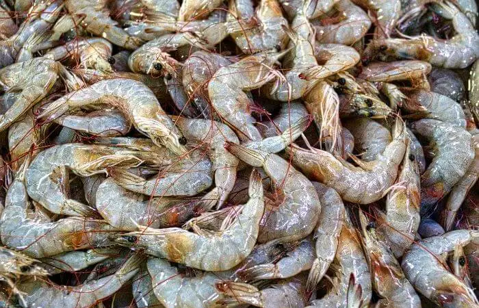 lots and lots of prawns