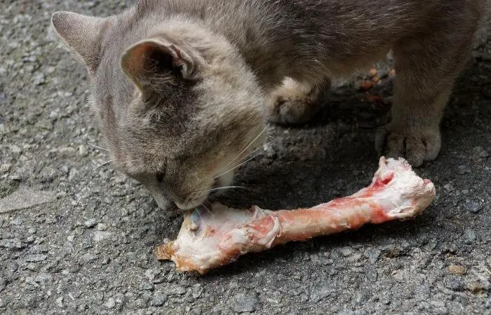 can cats eat bones