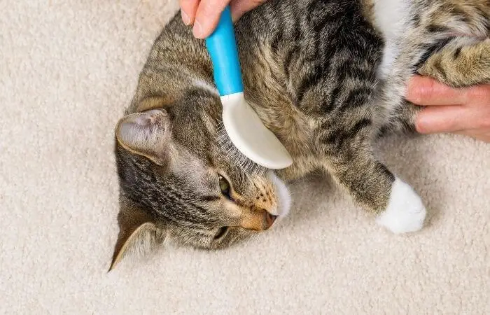 cat being brushed to keep it clean