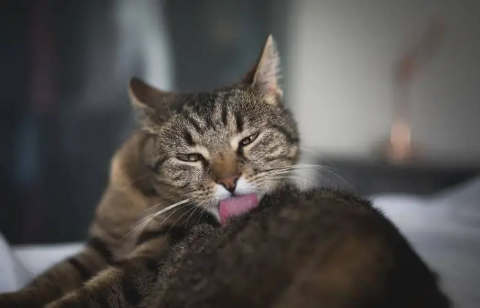 cat cleaning self with tongue