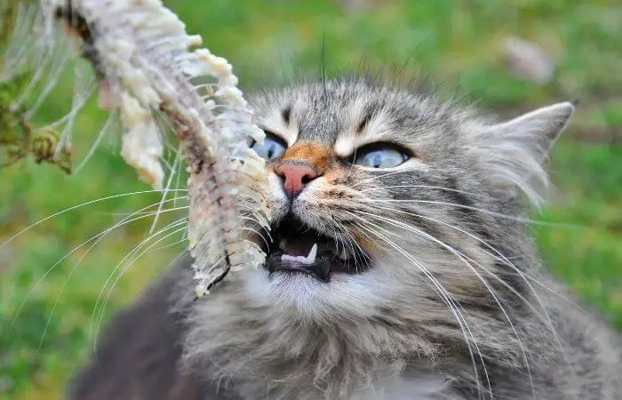 cat eating a bone