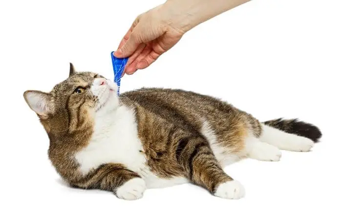 cat getting flea treatment
