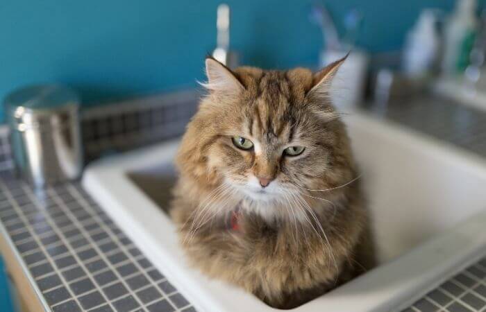 do cats need baths
