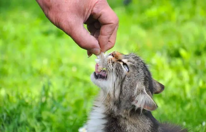 kitten being fed a bone
