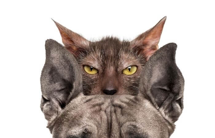 lykoi cat and dog