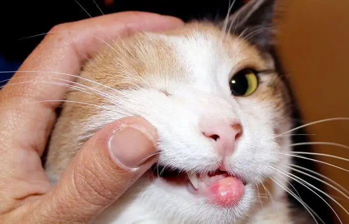 cat allergies and infections may cause over grooming