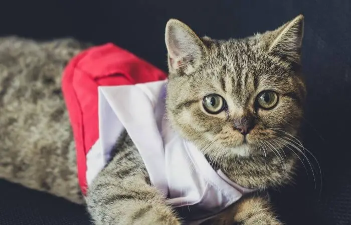cat wearing a christmas crop top