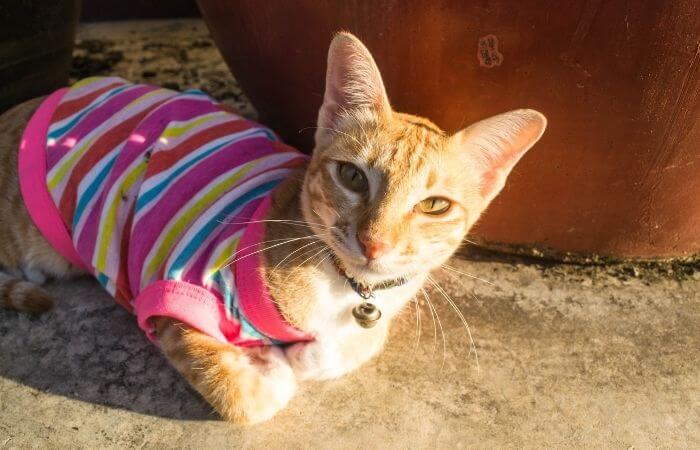 cat wearing a sleeveless sweater