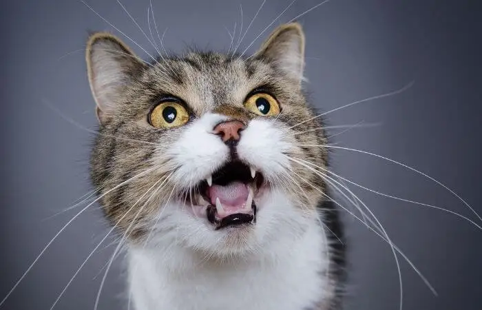 cats use vocalisation to get what they want