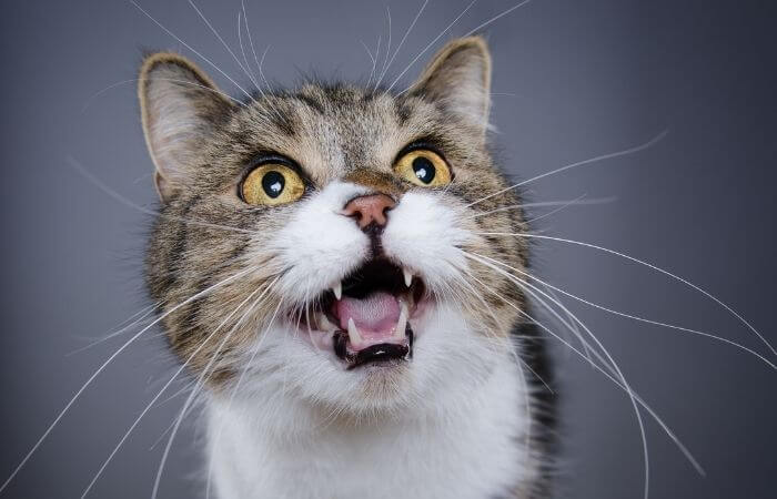 cats use vocalisation to get what they want