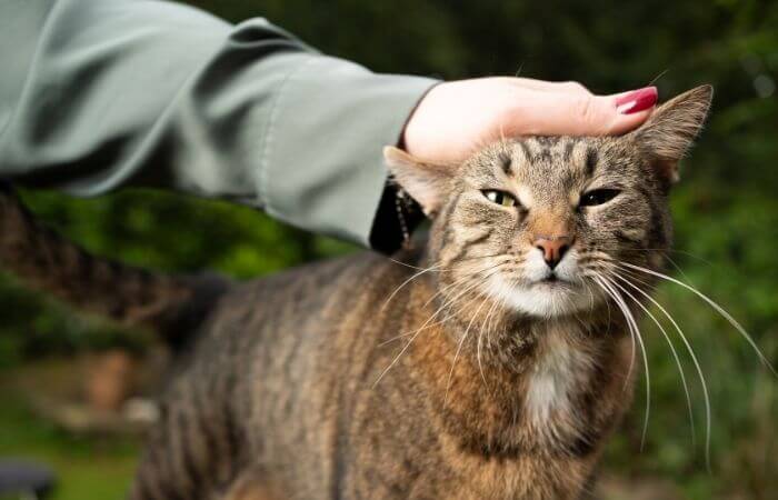 how to calm a cat