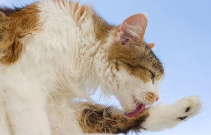 cat grooming their hind leg