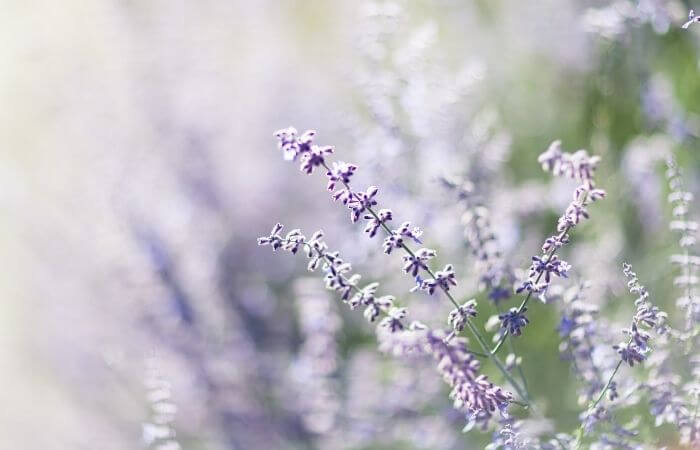 lavendar