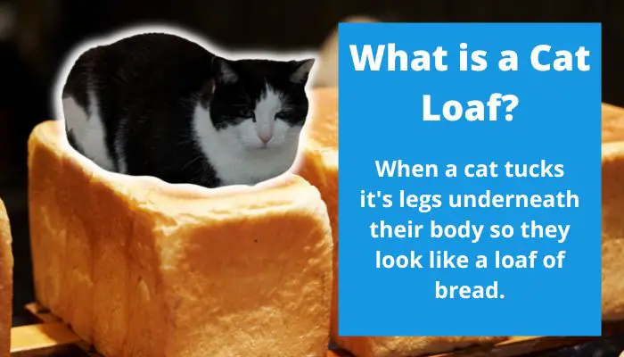 what is a Cat Loaf