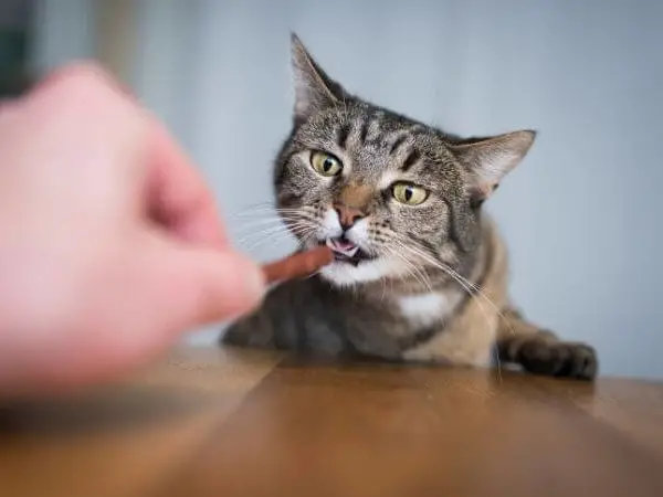 How to Wean Cat off Temptations