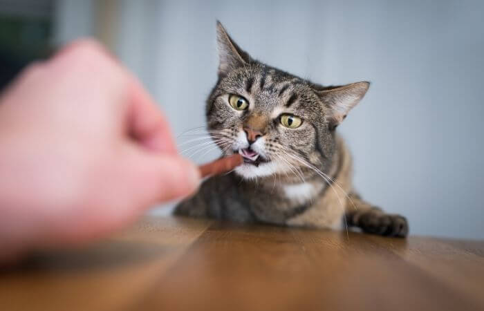 feed your cat before bed