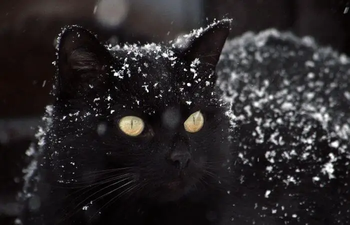black cat with snow on back