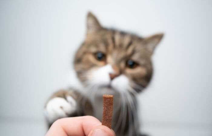 cat having a treat