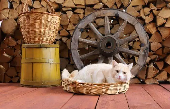cat in basket inside shed