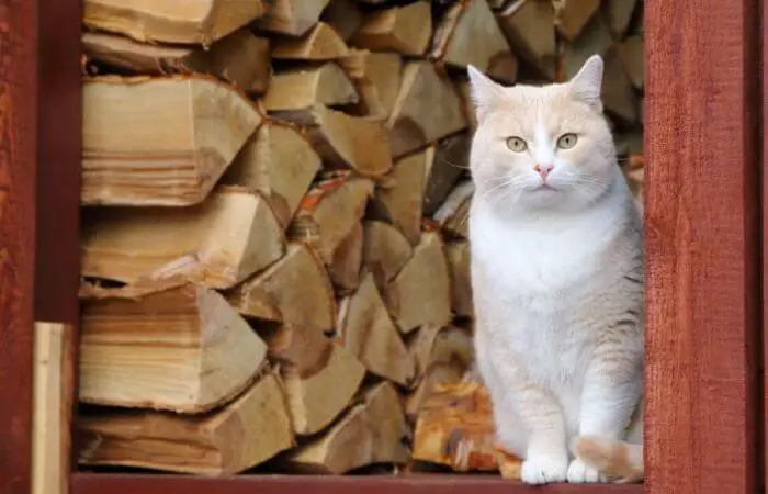 cat in doorway of log filled shed