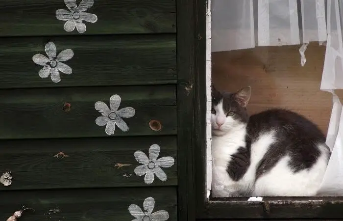 cat in shed window