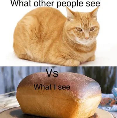 cat loaf meme 2