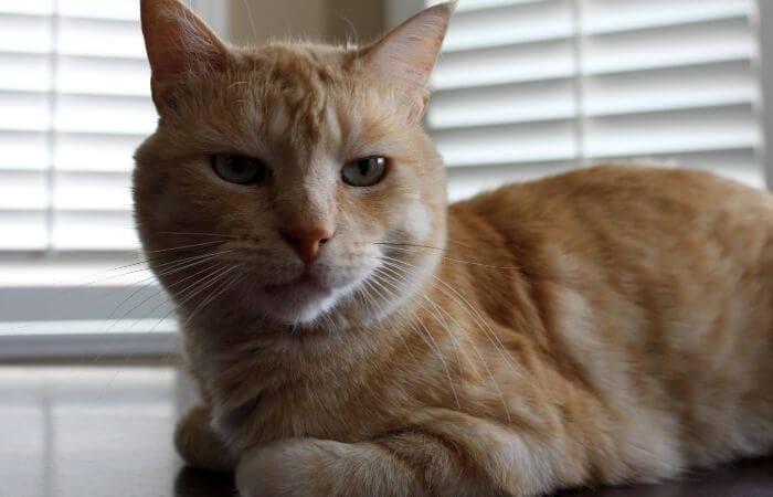 cat loafing with injured paw