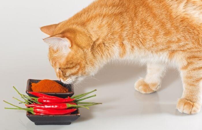 cat sniffing chilli