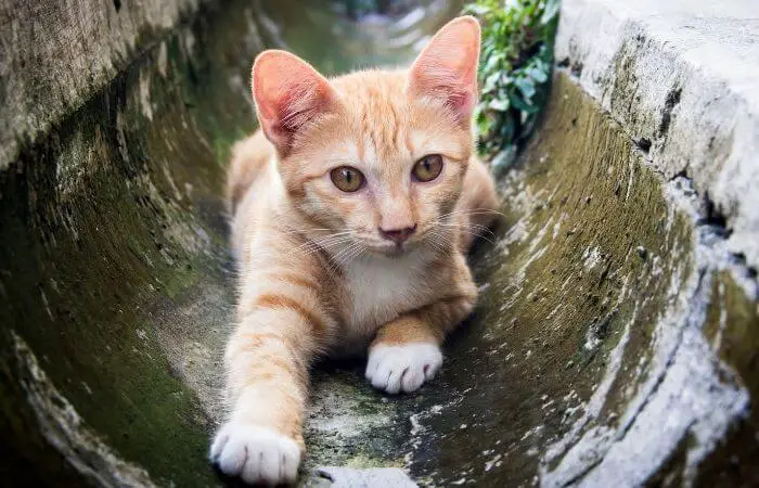 cats may visit the sewers at night