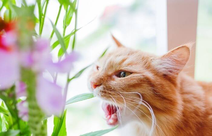 funny ginger cat