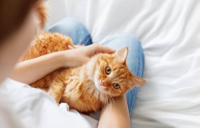 ginger cat being petted