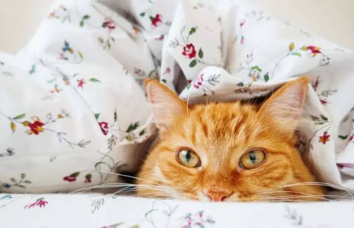 Ginger Cats: Everything You Need To Know About Them
