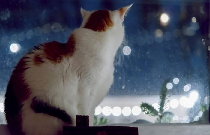 indoor cat looking outside at cold weather