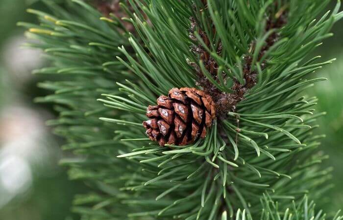 pine cone on pine tree