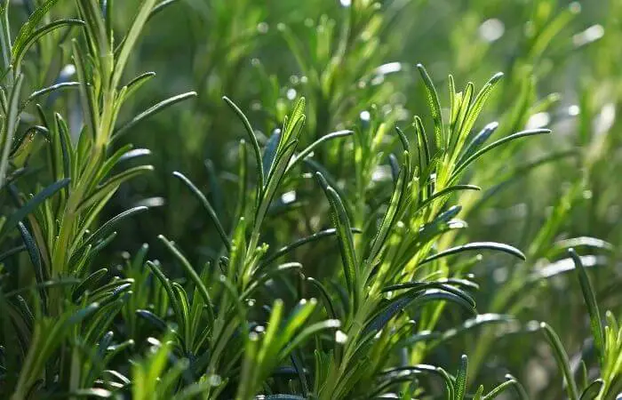 rosemary herb