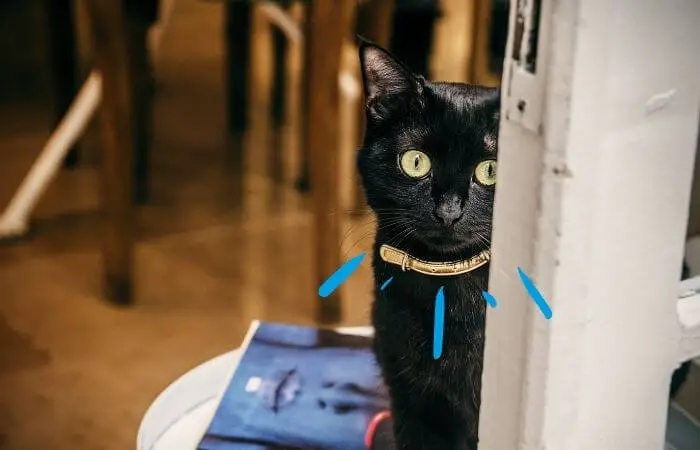 black cat wearing a gold collar