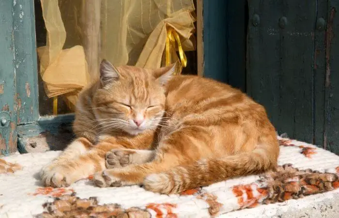 sleeping ginger cat