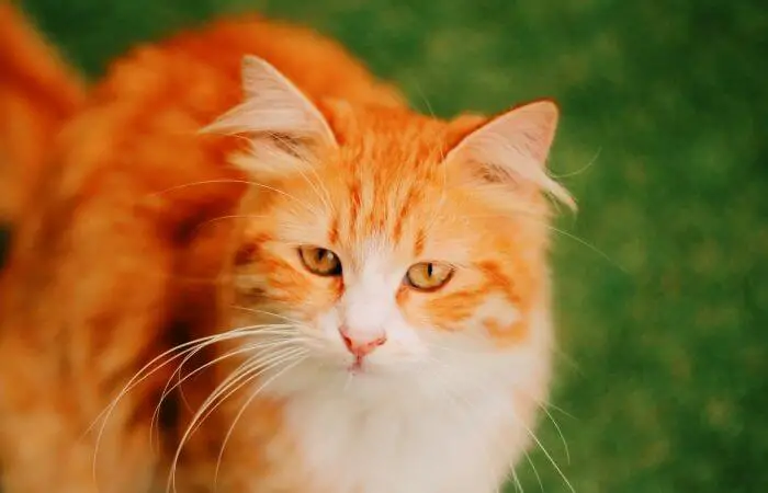 vivid ginger cat close up