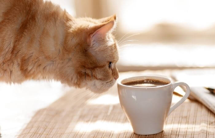 cat sniffing a cup of coffee