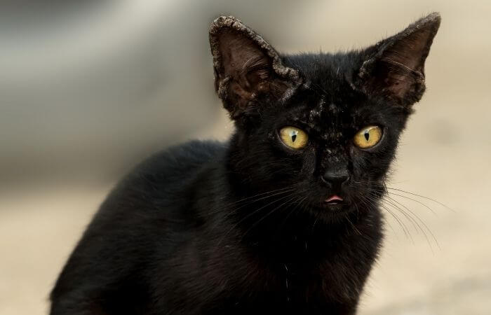 cat with mange visible in ears