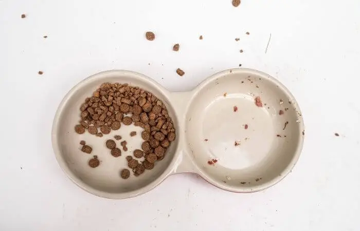 a dirty cat bowl