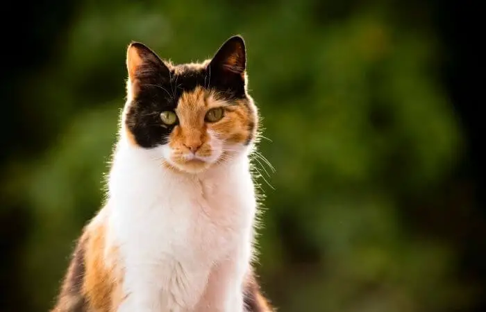 Calico Cats: Guide & Facts - Tuxedo Cat