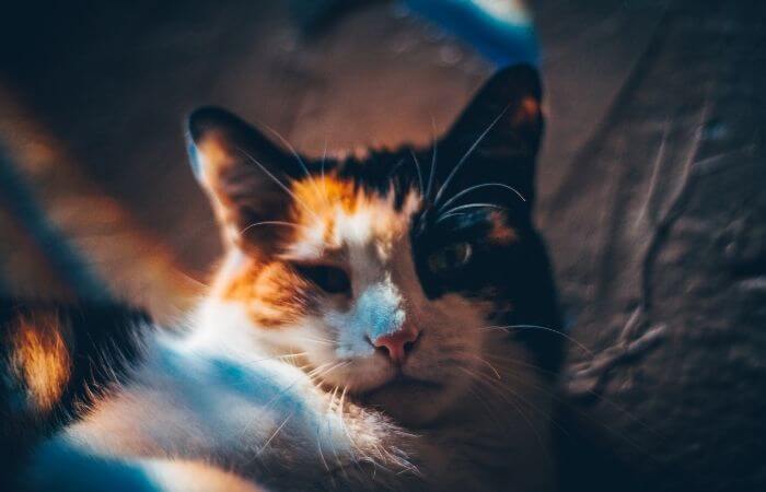 a calico cat in dark light