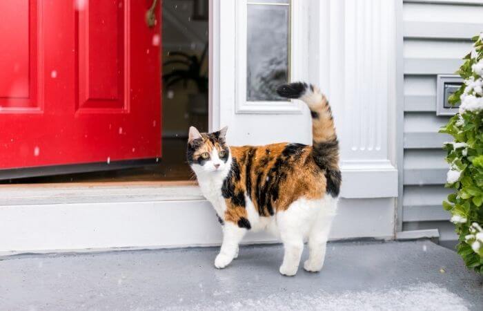 calico cat