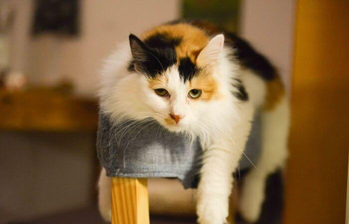 calico cat relaxing