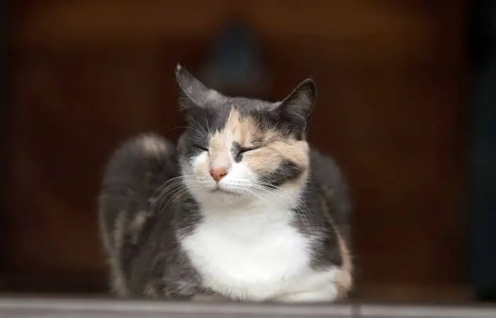 a calico cat relaxing with eyes closed