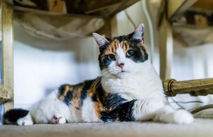 calico cat laying on the floor