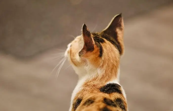 a calico kitten back of head