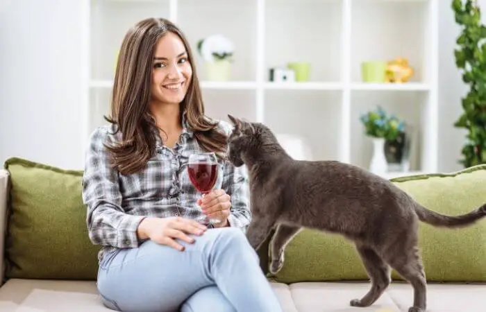 curious black cat sniffing glass of wine in ladies hand
